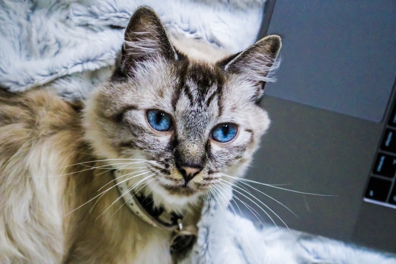 kitten, eyes, animal, animal head, domestic, world, home, no people, baby, animals, hairy, mammal, blue, one animal, indoors, animal eye, 5K, pet, focus on foreground