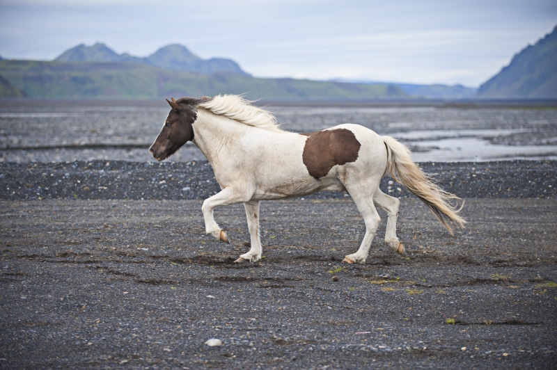 animal, day, livestock, pony, daytime, running, side view, pets, animal wildlife, domestic, mammal, nature, domestic animals, water, horse, brown, no people