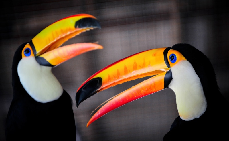 vertebrate, indoors, blueeyes, bill, variation, GiantToucan, fauna, habitat, beak, focus on foreground, LargestToucan, close-up, CommonToucan, toco, group of animals