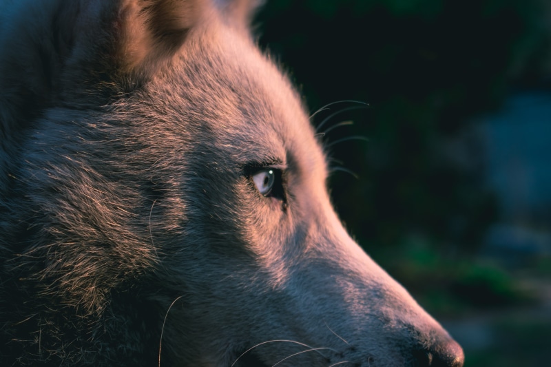 dog, animal head, focus on foreground, domestic animals, nature, sun, domestic, blueeyes, day, mammal, 5K, no people, warm, looking, pets, looking away