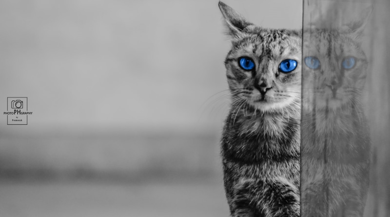 Creative, amazing, natural, animals, Aero, blueeyes, cat, blue, close up, photography, forest, beautifull, black and white, colors, 5K, wildlife