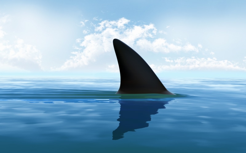 clouds, minimalism, sky, animal themes, outdoors, waterfront, fish, CGI, swimming, underwater, digital art, animal wildlife, animals in the wild, sea, day