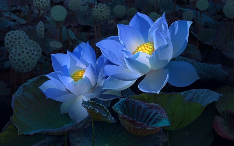 green, treatment, art, leaf, two, flowers, 4K, the dark background, Lotus, blue
