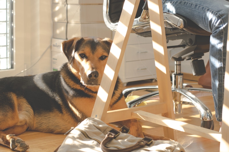 5K, sit, day, mammal, animal themes, pets, light, one animal, domestic, workplace, dog, man, home office, person, wooden, casual, relaxation, canine, shadow