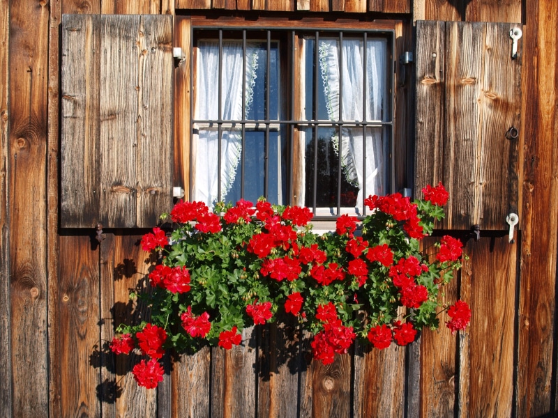 flower box, flower pot, bavaria, no people, 2K, flowers, flower, wall boards, rustic, building, wooden windows, red, architecture, vulnerability, flower arrangement