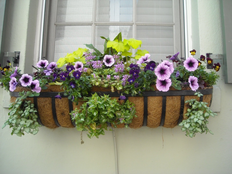 box, day, flower head, colorful, nature, freshness, home, fragility, exterior, stone, white, design, flowers, garden, container, color, window box, indoors