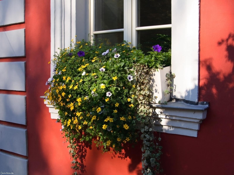 window sill, no People, 720P, multi Colored, hearts, wall, house, beauty in nature, flowering plant, growth, building, pots, plant, outdoors, green Color