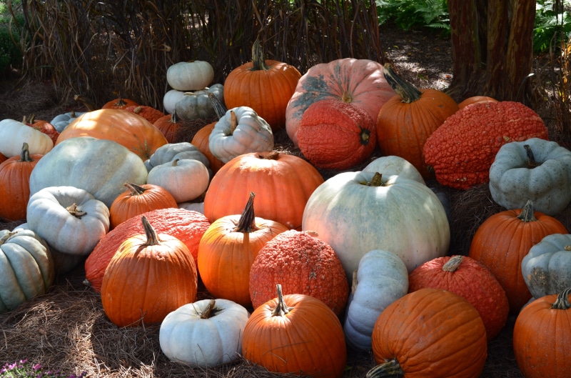 orange, abundance, autumn, ripe, nature, decorations, healthy eating, pumpkin, large group of objects, orange color, day, seasonal, halloween, holiday