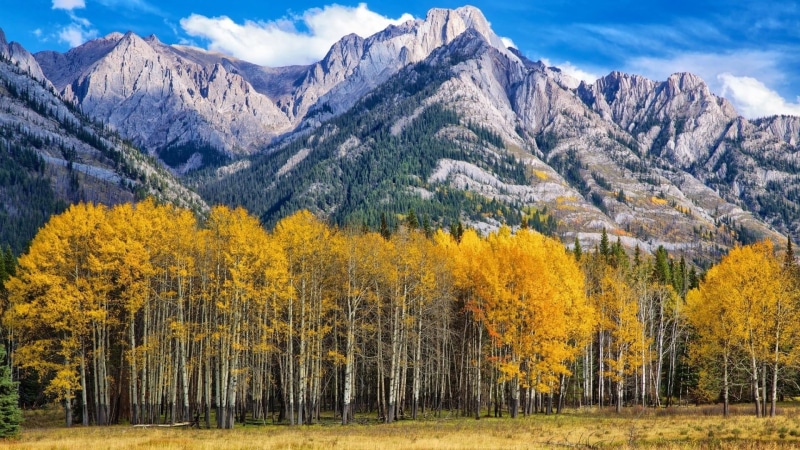 scenics - nature, yellow, change, autumn, autumn collection, 1080P, plant, tranquil scene, cloud - sky, nature, growth, day, tree, forest, aspen, mountain