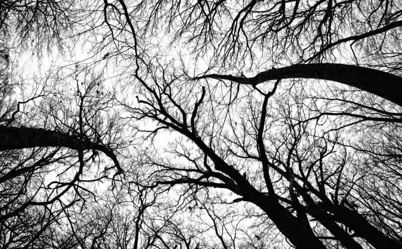 Black, trunk, White, pecan, beauty in nature, low angle view, Dark, grove, clear sky, Travel, tranquility, Scene, outdoors, united states, silhouette, forest