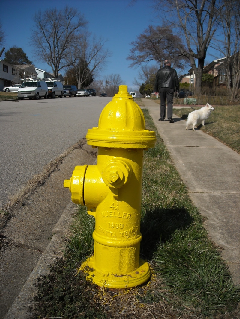 public, tap, Hydrant, extinguish, direction, emergency, dog, Street, curb, tree, extinguisher, fire hydrant, exterior, pipe, city, plant, no people, protection