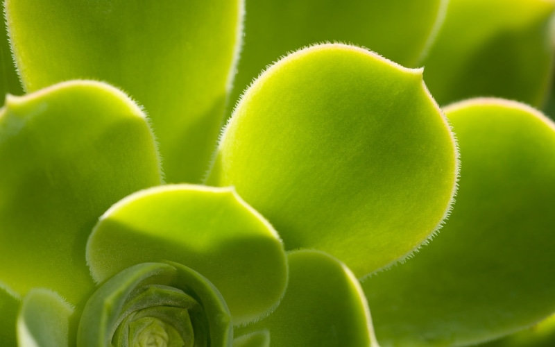 healthy eating, full frame, 1080P, beauty in nature, selective focus, succulent, green, no people, plant, growth, nature, day, outdoors, succulent plant