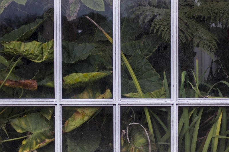 pattern, leaf, window frame, glass window, wildlife, green color, window, full frame, plants, glasshouse, growth, plantation, plant part, tropical, nature