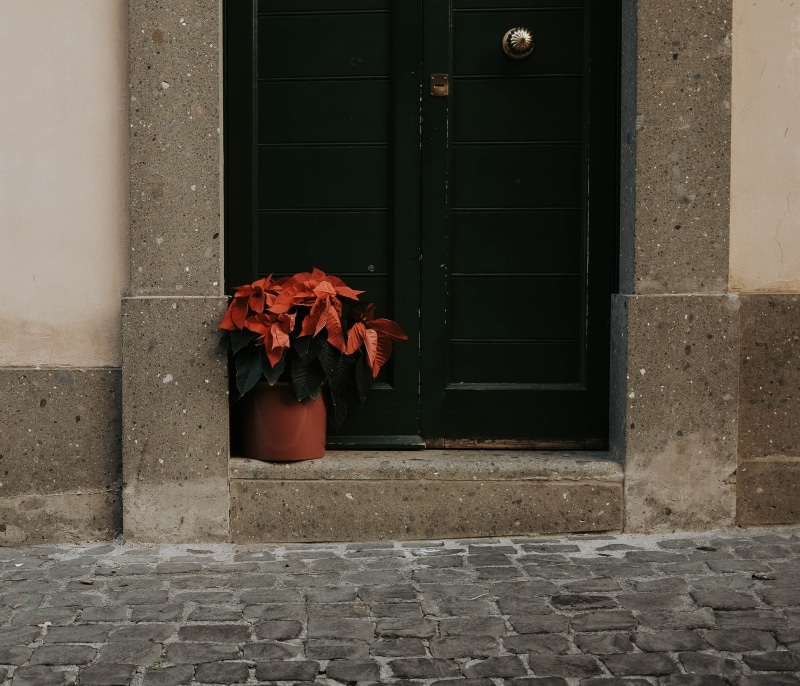 building exterior, architecture, window, wooden, walkway, nature, blossom, brick, wall, day, outdoors, plant part, change, pavement, plant, protection