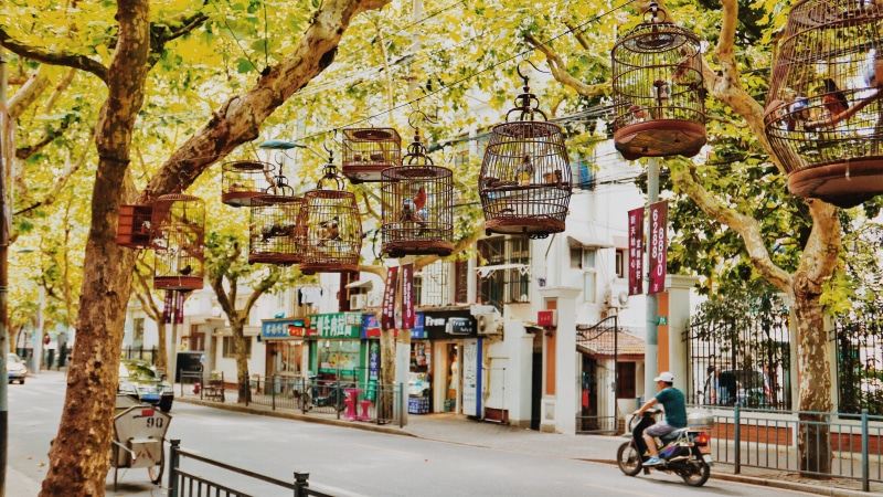 building, cages, outdoors, bicycle, urban street, group of people, street, bird, plant, birdhouse, tree, hanging on, city, people, bird cages, storefronts