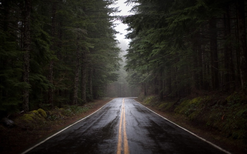 road, 1080P, plant, road marking, tree, marking, rain, growth, land, pavement, tranquility, forest, outdoors, the way forward, diminishing perspective