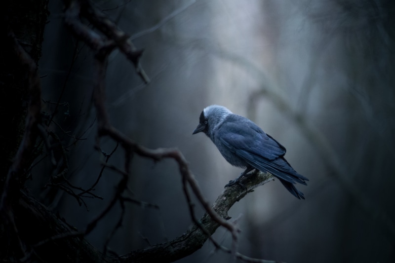 wood, wildlife, nature, branch, 4K, blue, nikon, kotka, forest  bird, tilt, animal, bird, finland, blue bird, Jackdaw, lens, dark  forest, photography