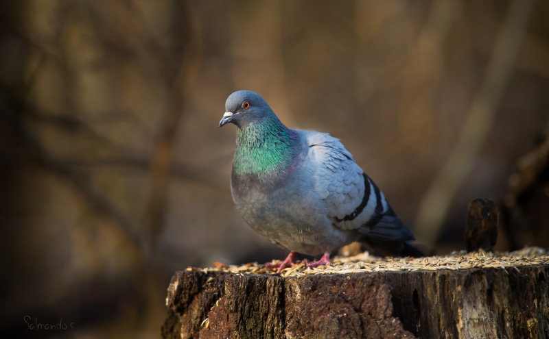 Animals, 5K, Birds, kotka, Finland, Pigeon, Stump, Southern