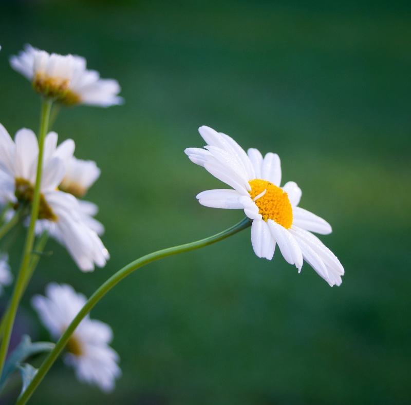 day, flower, plant, fragility, plant stem, flowering plant, botany, Flowers, close-up, freshness, no people, Finland, Summer, pollen, white color, Southern