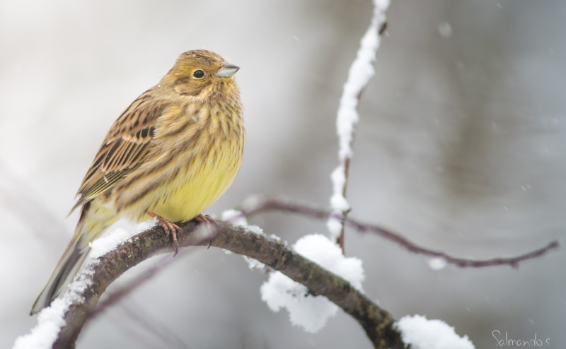 close-up, Snowfall, cold temperature, Birds, Snow, vertebrate, day, citrinella, 4K, Animals, Bird, outdoors, animal themes, Yellowhammer, animal wildlife