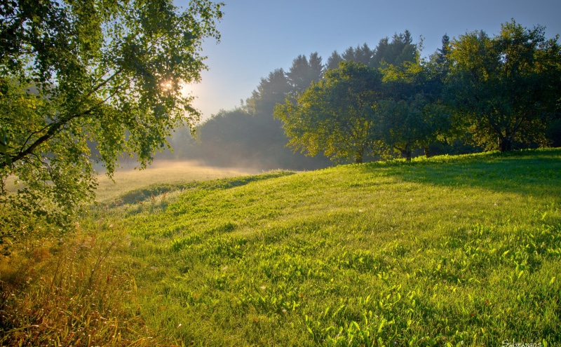 Nature, Sunrise, non-urban scene, scenics - nature, no people, sunlight, fog, Mist, summer, Morning, tranquil scene, 5K, Finland, Green, tranquility, ruonala