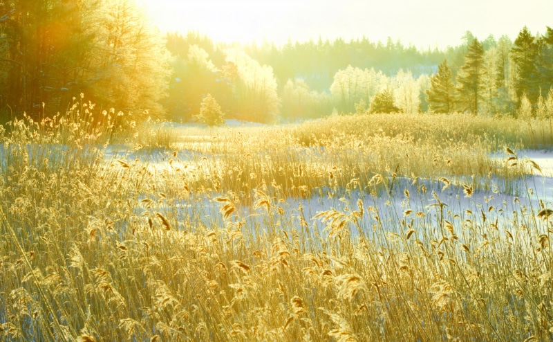 nature, kotka, beauty in nature, no people, environment, Reed, Colours, Cold, Reeds, tranquil scene, field, day, 4K, plant, kylma, bright, growth, sunlight