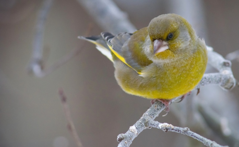 Winter, kotka, outdoors, Closeup, nature, animal wildlife, oksalla, perching, Finland, portrait, Yellow, Bird, parakeet, talvi, no people, parrot, viherpeippo