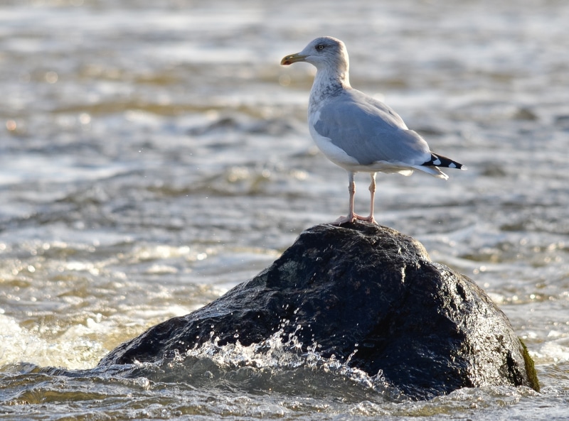 Southern, Bird, vertebrate, animals in the wild, Birds, Gull, animal themes, perching, Rock, Wave, focus on foreground, larus, herring, larusargentatus