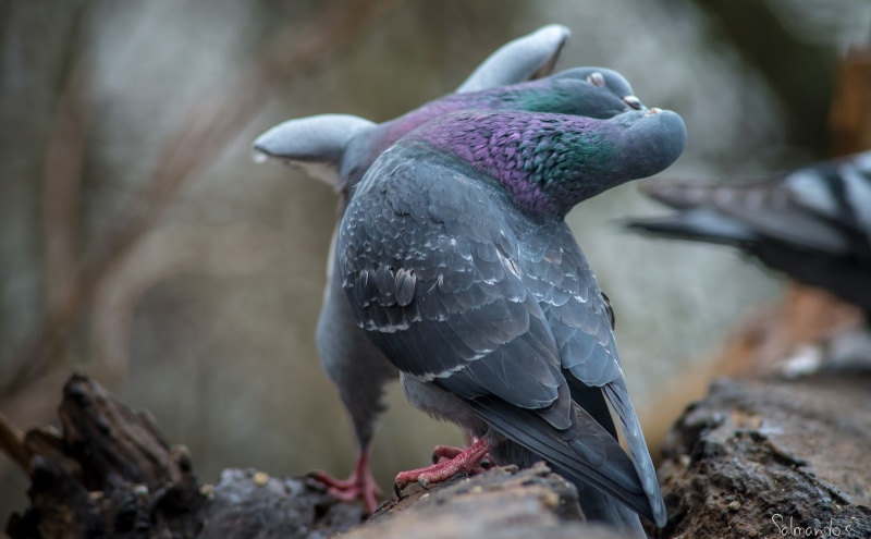 nature, animals in the wild, branch, bird, day, Fight, Finland, vertebrate, tree, pigeons, kotka, rock - object, Planet, rock, fighting, 5K, one animal