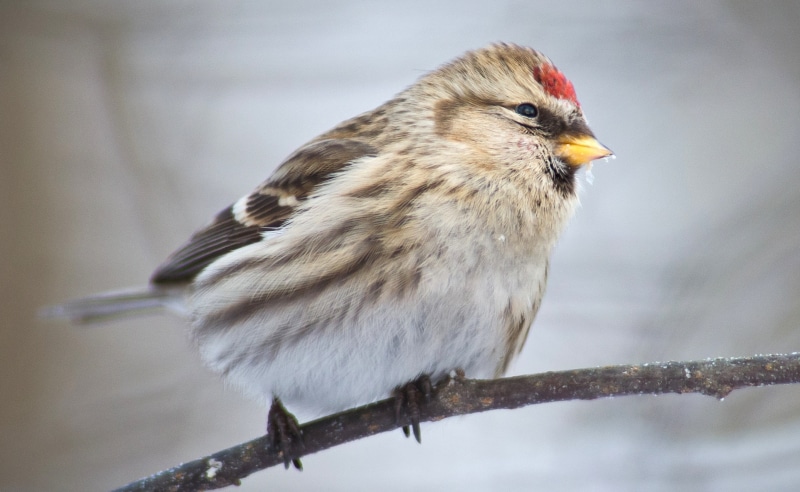 profile view, vertebrate, day, common, redpoll, Finland, animals in the wild, no people, close-up, bird, one animal, focus on foreground, urpiainen, Birds