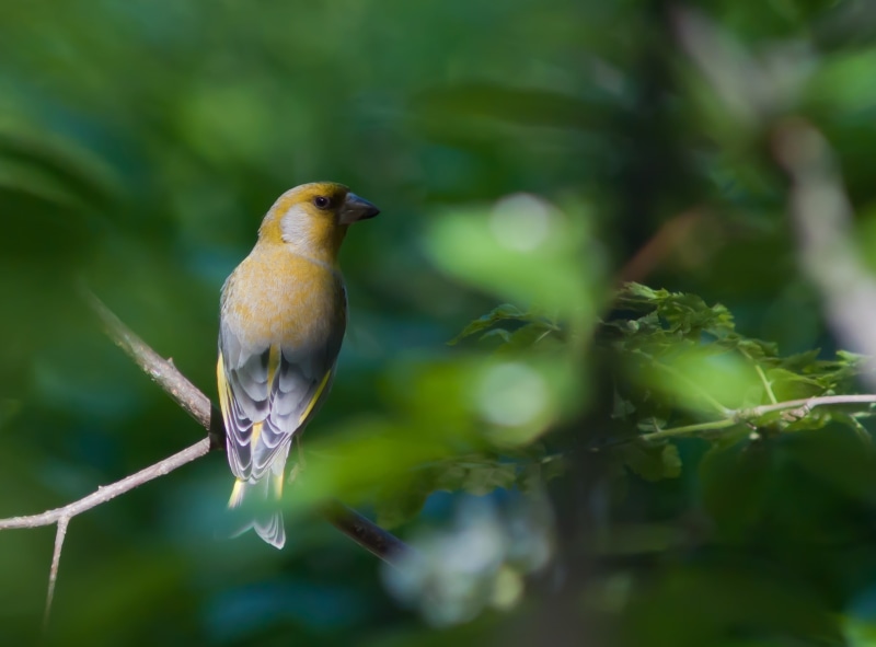 Southern, animal themes, greenfinch, perching, no people, viherpeippo, animal, European Greenfinch, outdoors, Animals, close-up, branch, one animal, green color