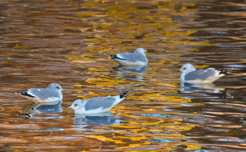 lokit, kotka, seagull, floating on water, lokki, animals in the wild, white color, water, Birds, no people, rippled, day, animal, group of animals, 4K