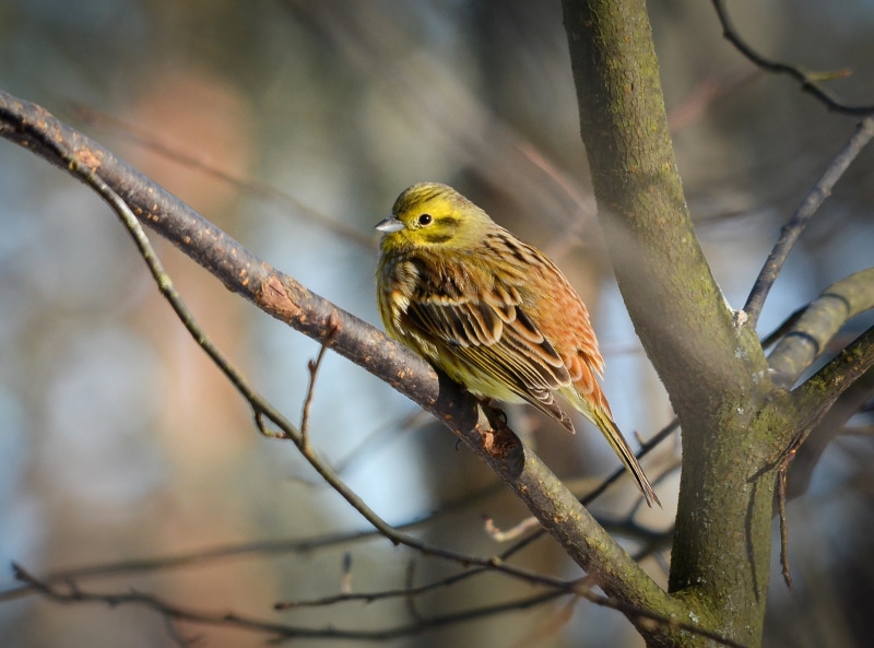 Birds, animal themes, Animals, Nature, 2K, beauty in nature, Yellowhammer, sigma, Bird, branch, animal wildlife, day, tree, vertebrate, animals in the wild