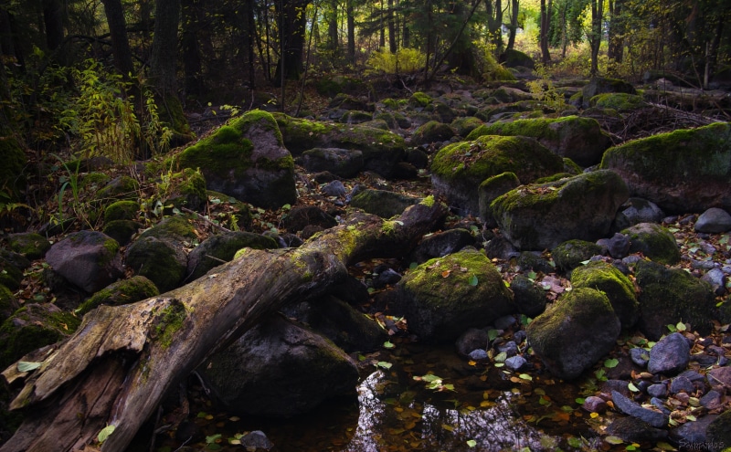 rock, 5K, Mossy, brown, Leaves, Langinkoski, Autumn, green, woodland, rainforest, land, flowing, Southern, Finland, no people, day, non-urban scene, water