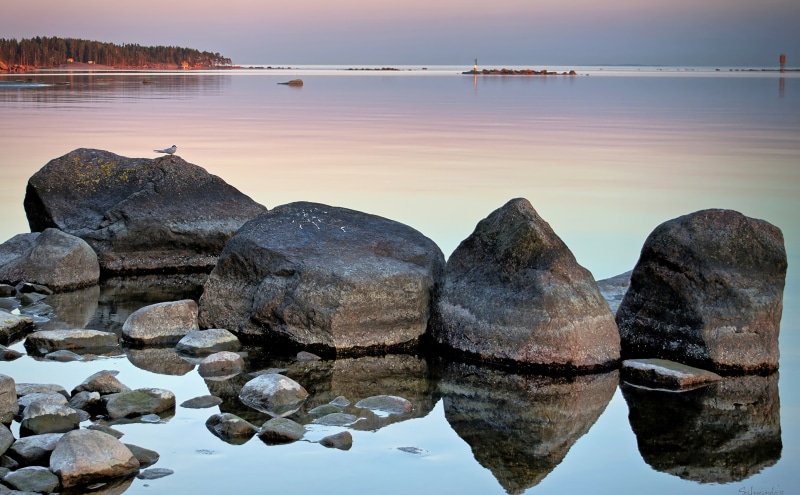 Beach, kalatiira, Nature, 5K, Rock, sternahirundo, Common Tern, Rocks, Evening, common, tern, mussalo, Light, kotka, sitting