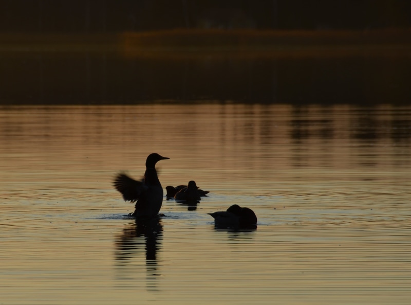 kotka, Nature, no people, animal wildlife, 2K, Ducks, vertebrate, animal, Sun and Sky, Sunset, beauty in nature, water bird, reflection, Birds, animals in the wild