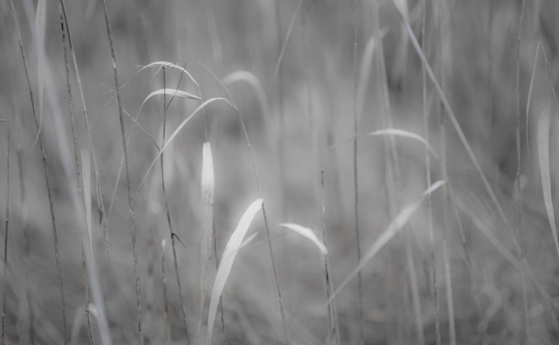 day, Glow, nature, White, Grass, blade of grass, tranquil scene, growth, kotka, vulnerability, backgrounds, Black, outdoors, plant, Plants, Black and White