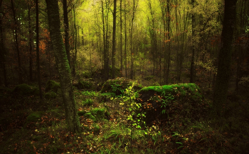 trunk, day, Forest, non-urban scene, tranquility, Dark, Forests, land, grasses, kotka, Nature, growth, environment, landscape, Southern, tree, scenics - nature