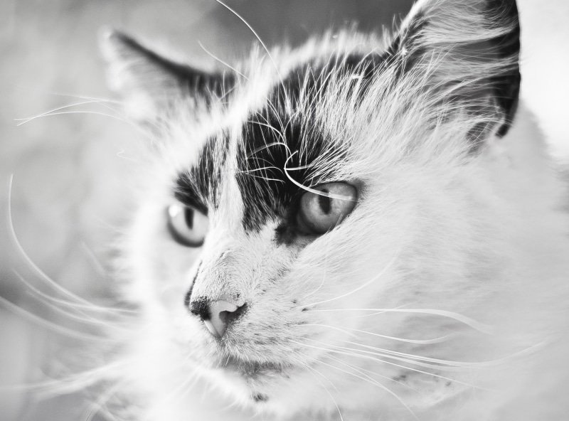 vertebrate, Black and White, coated, kissa, animal, beautiful, domestic, pets, no people, animal head, Portrait, cat, 2K, animal body part, close-up, snout
