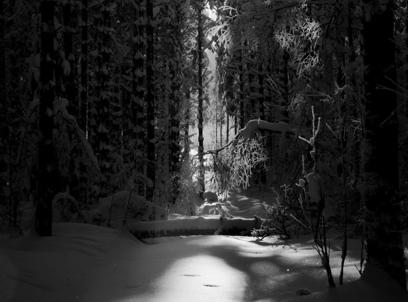 Southern, scenics - nature, beauty in nature, tranquil scene, land, no people, Black, non-urban scene, Nature, Forest, trunk, growth, tree trunk, kotka