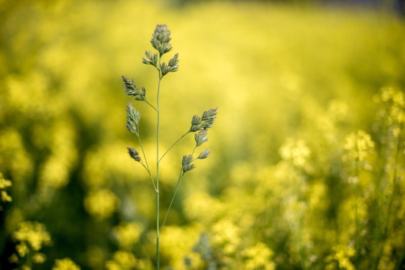 selective, flower, color photography, abstract, nature, afternoon, rural Scene, loner, plant, Asker, selective focus, field, alone, yellow, sky, Akershus