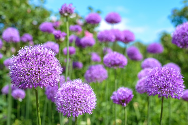outdoors, uk, court, full frame, england, gear, d600, 5K, fx, plant, Coughton Court, europe, field, raw, summer, coughton, nature, daytime, flower, Thistle