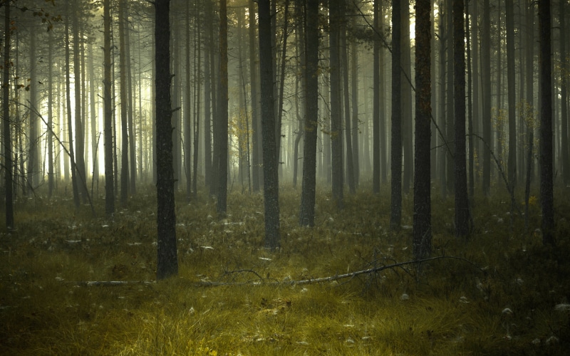 outdoors, nikkor, leaf, woodland, sunlight, tree, swamp, light - Natural Phenomenon, dark  forest, morning, forest, moody, nikon  d600, trees, daytime