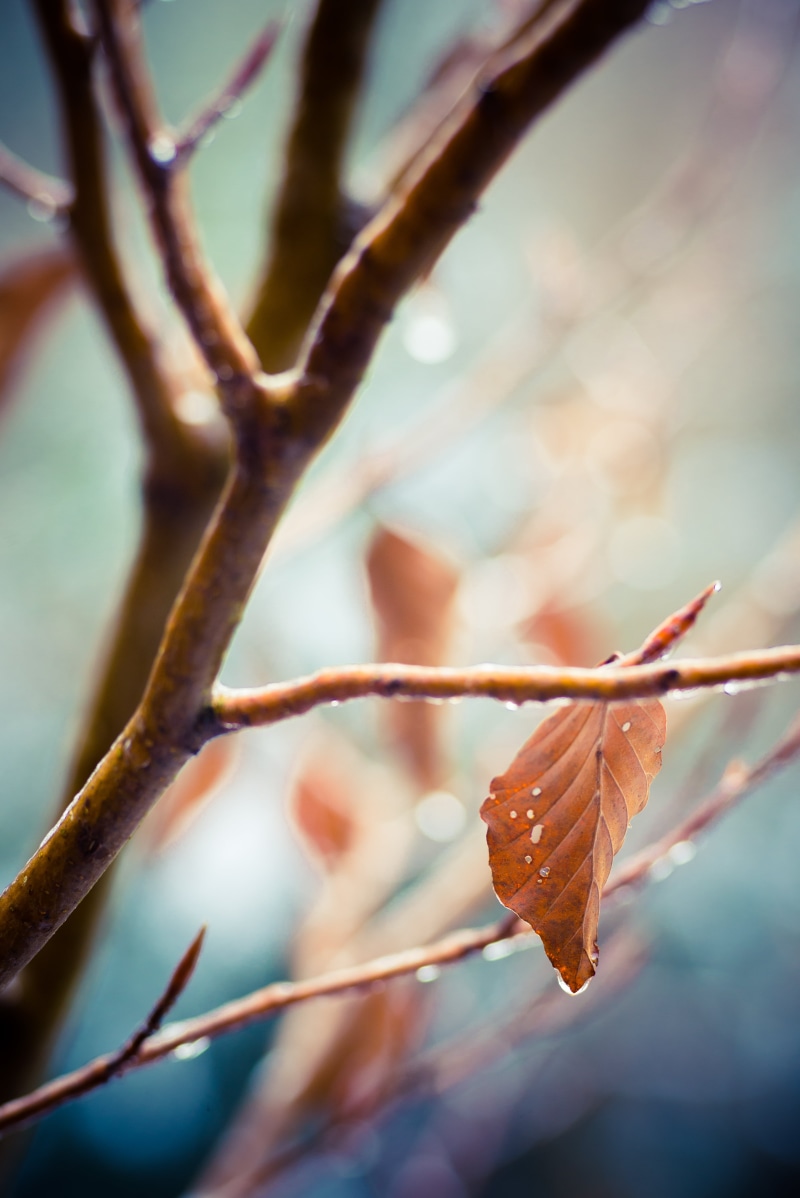 season, photography, 5K, Nikon D600, nikon  d600, Close Up, tamron, tree, nature, close-up, Melting, branch, leaf, macro, macro photography, outdoors