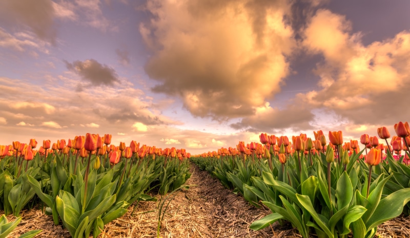 tulp, flower, sky, D750, Europe, tulipa, agriculture, 35mm, orange, field, Nikkor, skies, flower  flower, multi Colored, leaf, flower fields, Dutch, plant