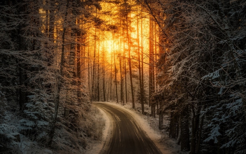 trees, diminishing perspective, sunset, beauty in nature, forest, transportation, woodland, road, sunlight, tranquility, sun, snow, plant, scenics - nature