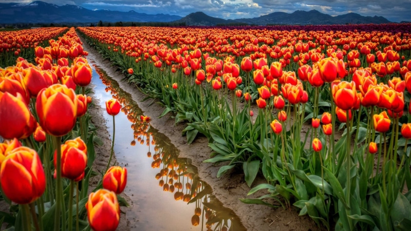 red, no people, environment, beauty in nature, outdoors, flower, ripe, mountains, day, flowers, tulips, flower head, puddle, growth, plant, 1080P, tulip
