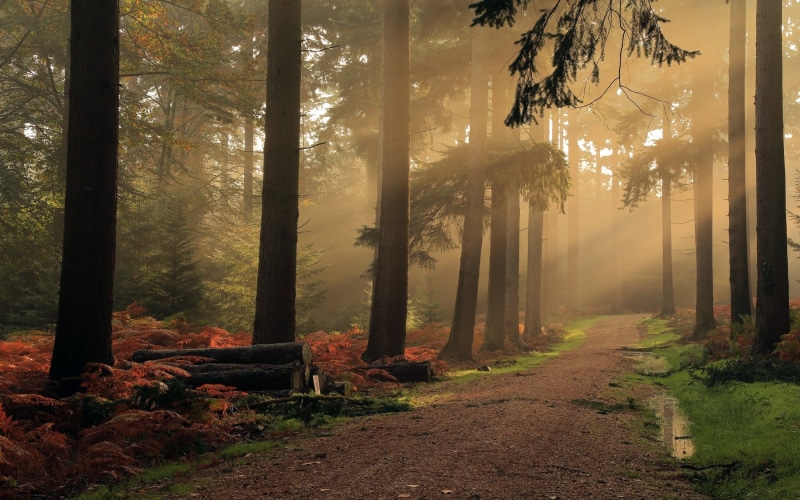 environment, dirt road, no people, land, puddle, brown, tranquility, change, beauty in nature, non-urban scene, woodland, autumn collection, landscape