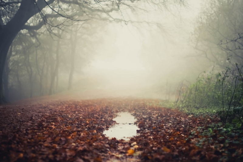 leaves, puddle, mist, 1080P