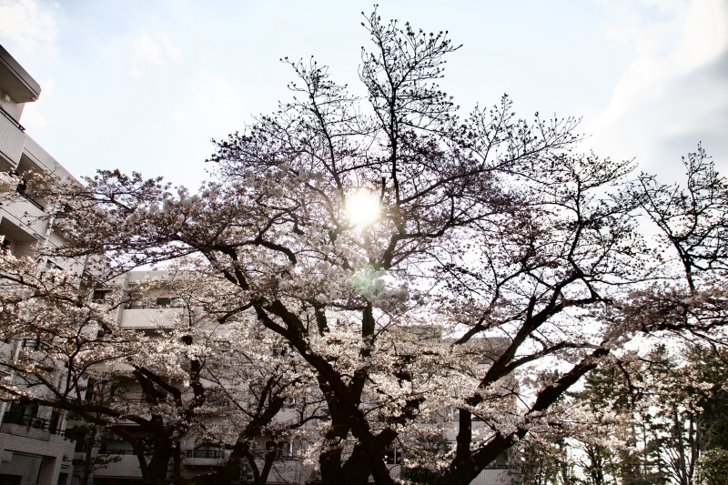 sakura, cloud - sky, no people, day, sunlight, lens flare, cherry blossom, bright, 5K, built structure, kanagawa prefecture, cherry, blossom, aisa, tree